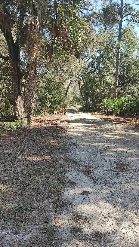 Tree-lined secondary access driveway